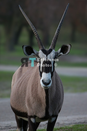 Gemsbok / South African Oryx