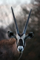 Gemsbok / South African Oryx (Grainy but still quite detailed)