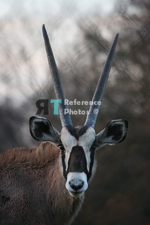 Gemsbok / South African Oryx (Grainy but still quite detailed)