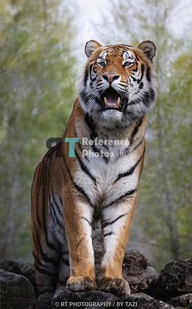 Bengal tiger