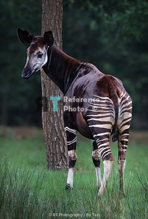 Okapi