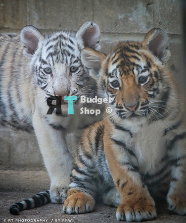 IMG_0310-01 (Focus is on the white tiger cub, the right tiger is out of focus)