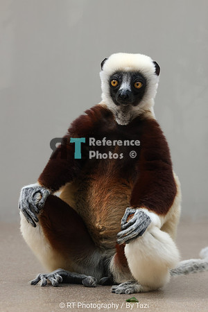 Sifaka