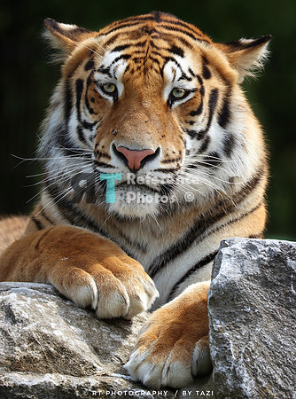Bengal tiger