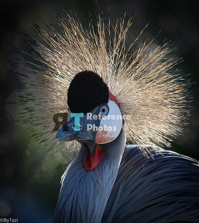 Grey crowned crane