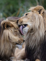 Lion brothers grooning