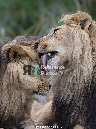 Lion brothers grooning