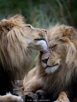 Lion brothers grooning