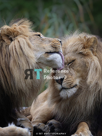 Lion brothers grooning
