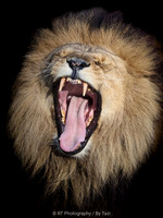 Yawning lion