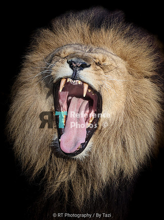Yawning lion