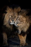 Lion brothers