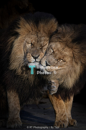 Lion brothers