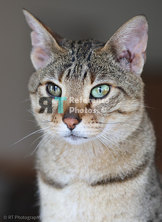 Savannah Cat 'Noa' of Cattey Savval