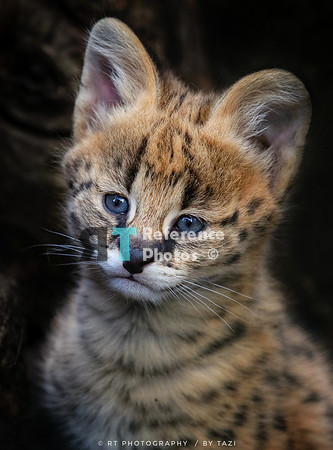 Serval kitten