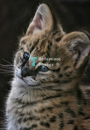 Serval kitten (Note: slightly grainy, but still detailed)