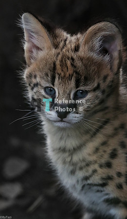Serval kitten (Note: slightly grainy, but still detailed)