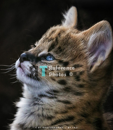 Serval kitten (Note: slightly grainy, but still detailed)