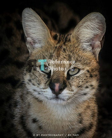 Serval