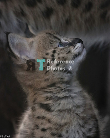 Serval kitten (Note: quite grainy)