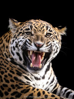 Meow jaguar