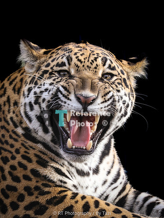 Meow jaguar