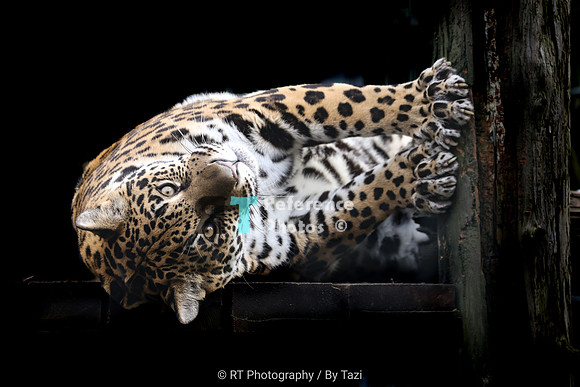 Jaguar