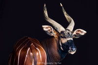 Bongo