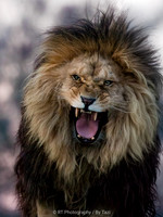 Grumpy lion (Note: slightly grainy, but still quite detailed)