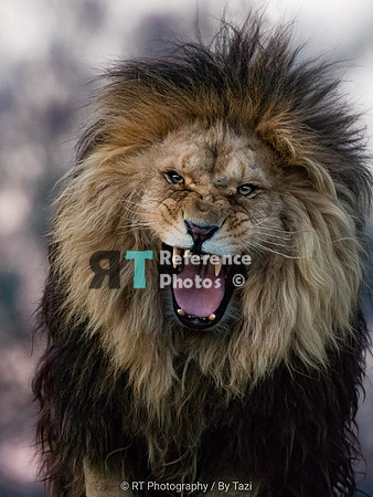 Grumpy lion (Note: slightly grainy, but still quite detailed)