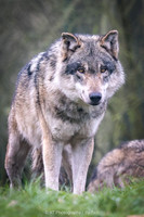 Grey wolf