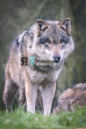 Grey wolf