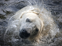 Polar bear shaking off