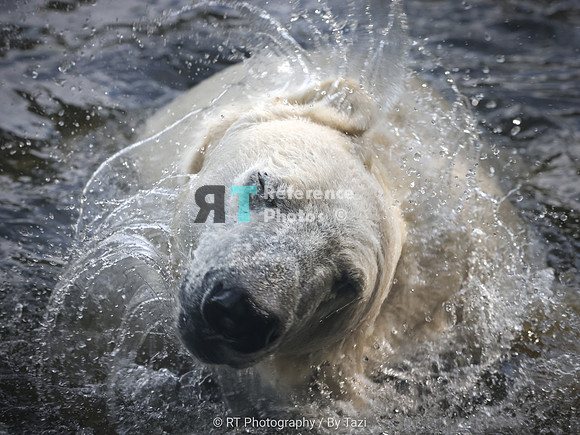 Polar bear shaking off