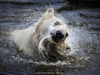 Polar Bear shaking off