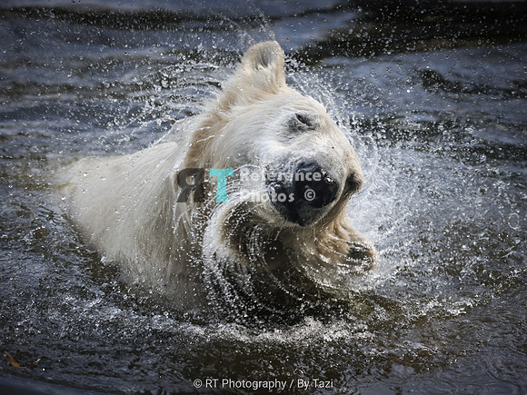 Polar Bear shaking off