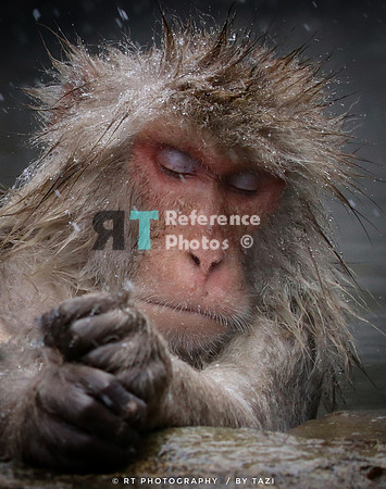 Snow monkey relaxing