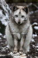 Artic fox