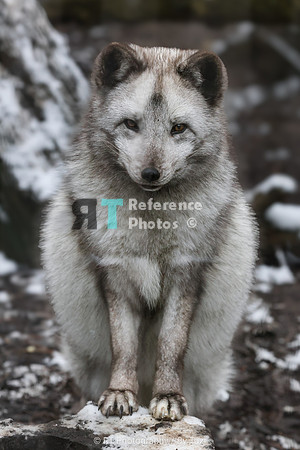 Artic fox