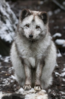 Artic fox