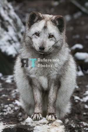 Artic fox