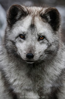 Arctic fox