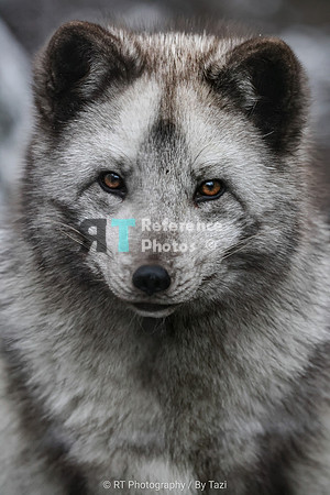 Arctic fox