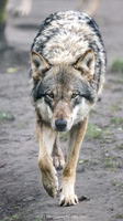Wolfs