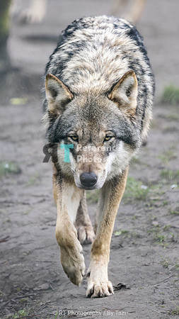 Grey wolf