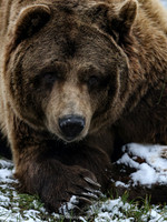 Brown bear