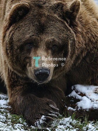 Brown bear