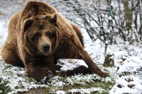 Bears