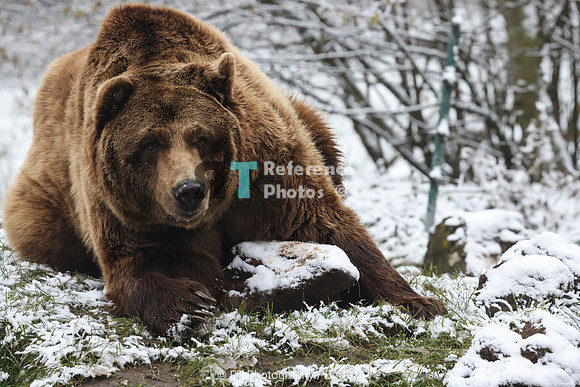 Brown bear