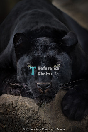 Black Leopard (uncropped re-edit)